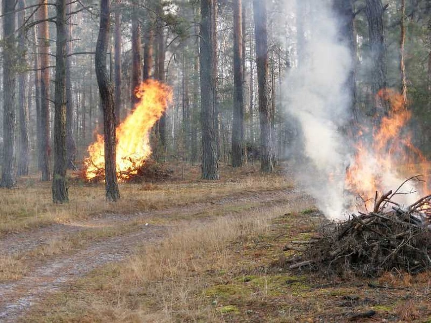 фото с сайфта управления лесхоза Воронежской области