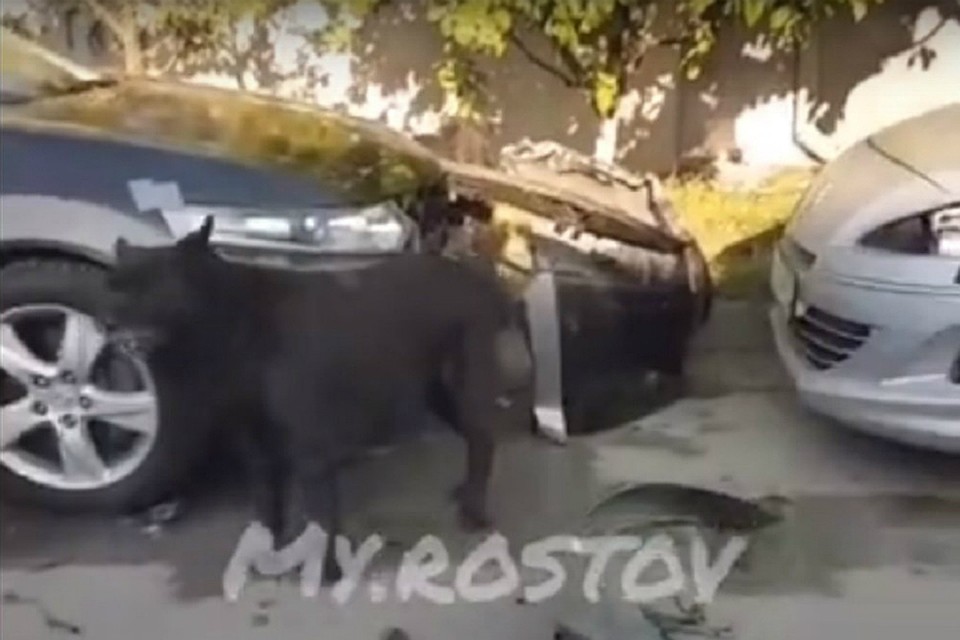 В Ростове бродячие собаки разворотили иномарку в погоне за кошкой. Фото: соцсети