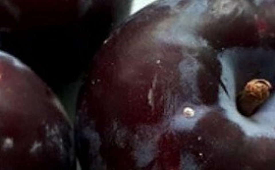 Продукция не опасна для человека ФОТО: Россельхознадзор по Самарской области