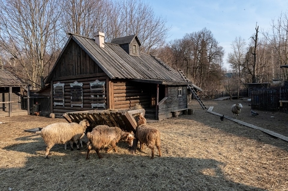 В Астрахани овцы ехали без документов