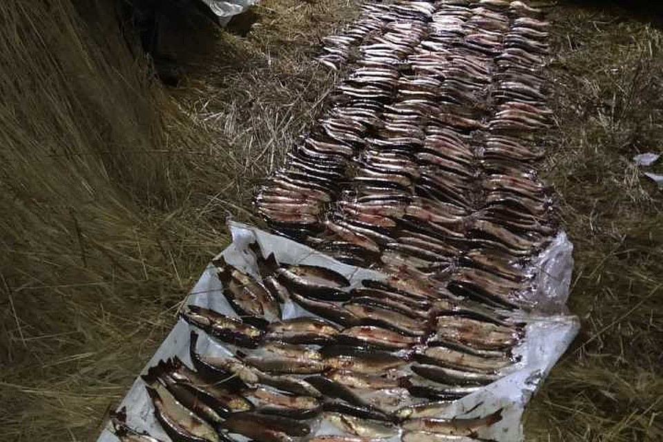 Пограничники поймали браконьера в Ейском лимане. Фото ПУ ФСБ России