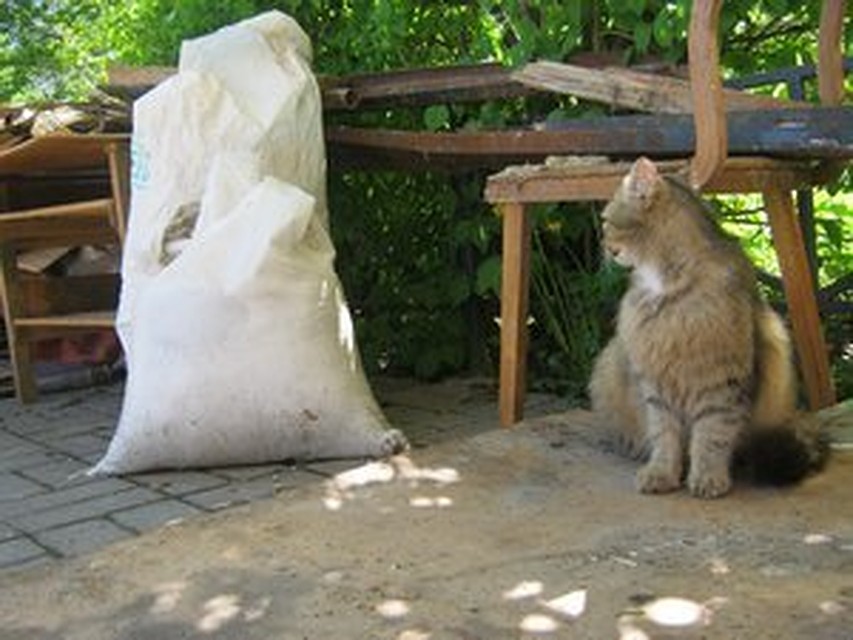 Кошачьи вещички из подвала уже вынесли