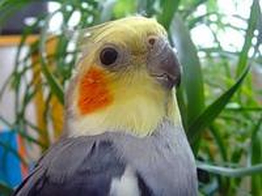 Как называются самые умные попугаи
