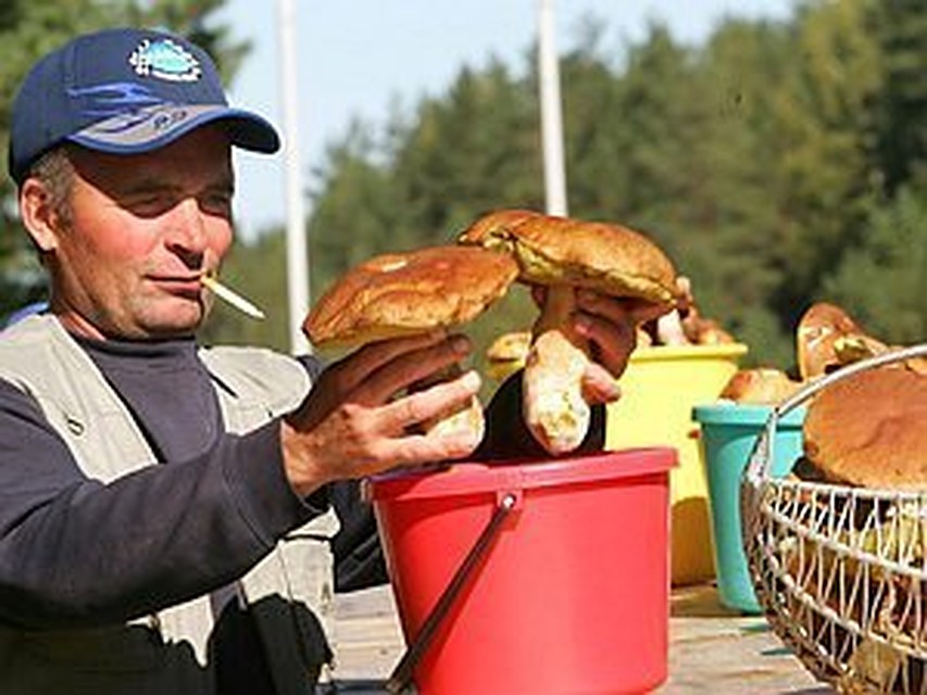 В Ярославской области отмечается небывалый урожай белых грибов.