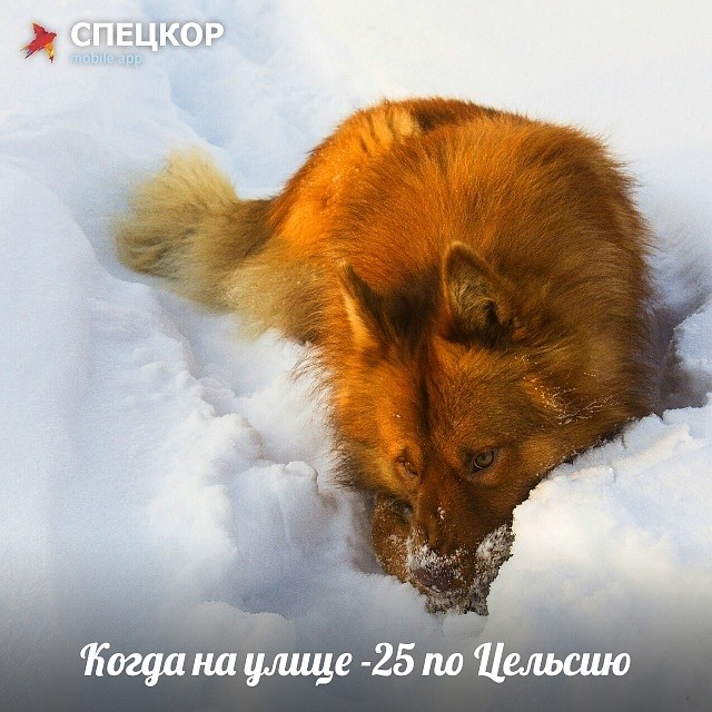 Фото: Мобильное приложение «Спецкор» от «Комсомольской правды»