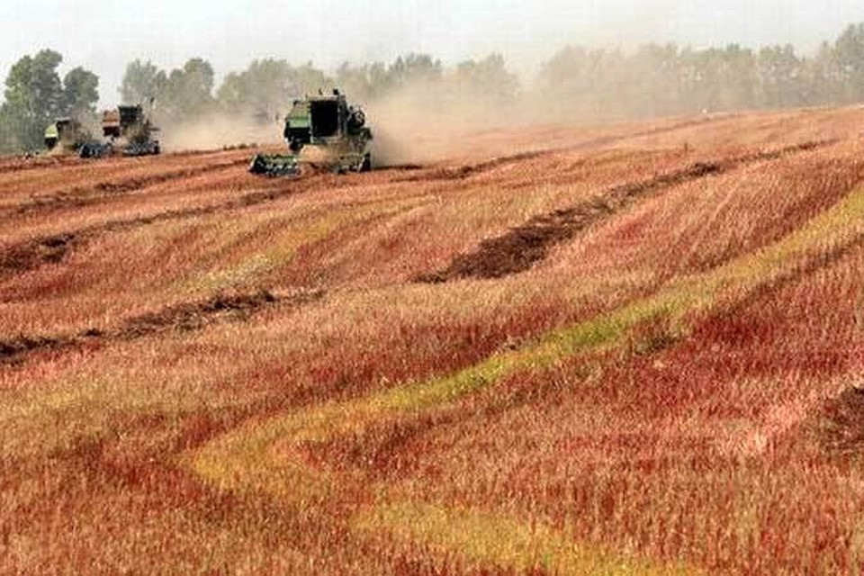 Технология выращивания гречихи, особенности посева, ухода и сбора урожая Как вырастить гречку в огороде: подробные рекомендации по посевным