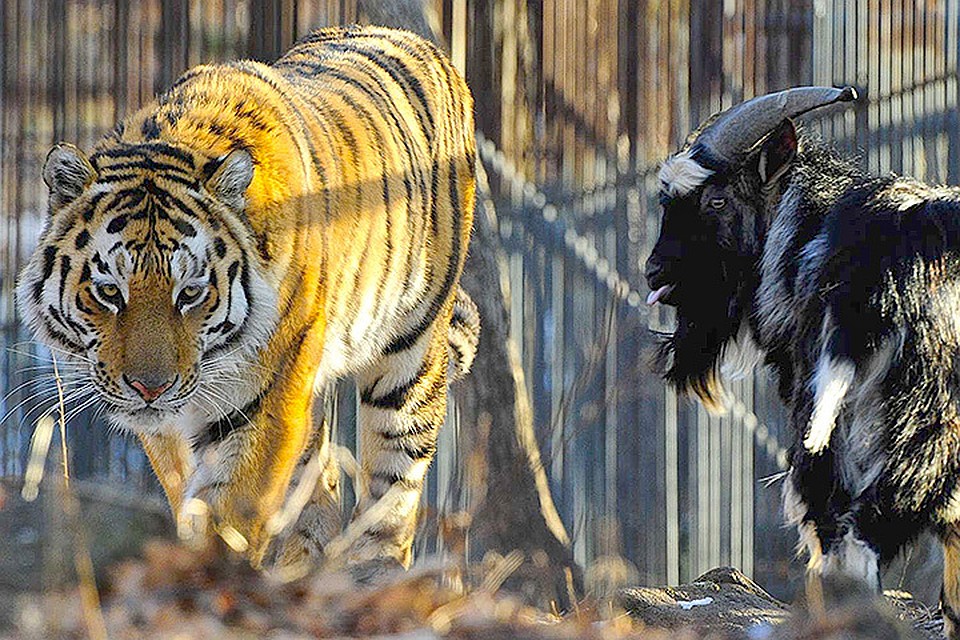Фото: Юрий Смитюк/ТАСС