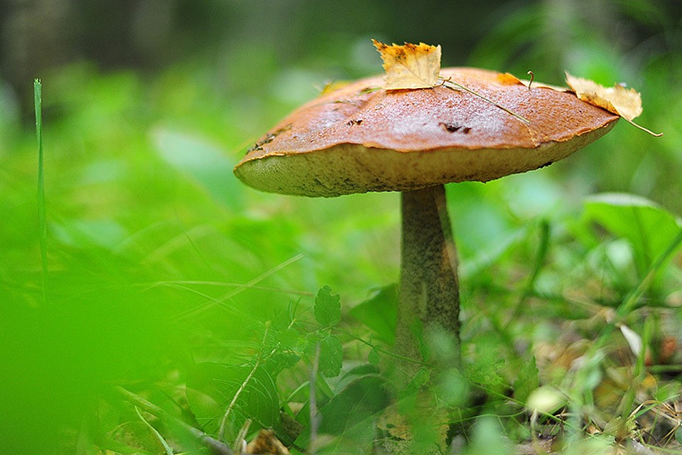 Фото ИТАР ТАСС/ Владимир Смирнов