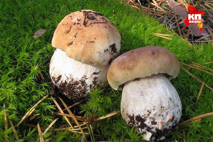 Фото: Архив КП в Ижевске