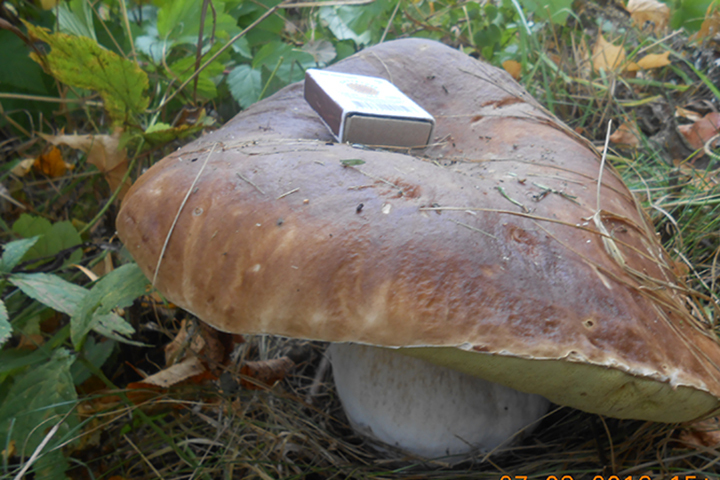 Библиотекарь из Полоцкого района нашла огромный боровик.