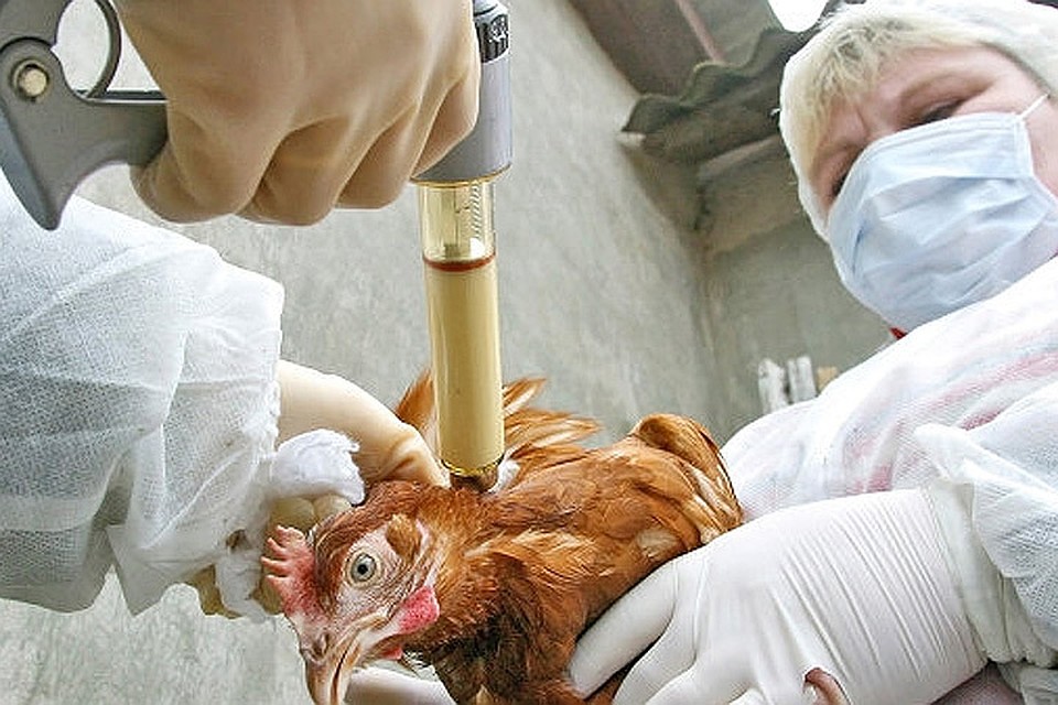 Птичий грипп H5N8 обнаружен у домашней птицы в Дании. Фото: с сайта Udoktora.net