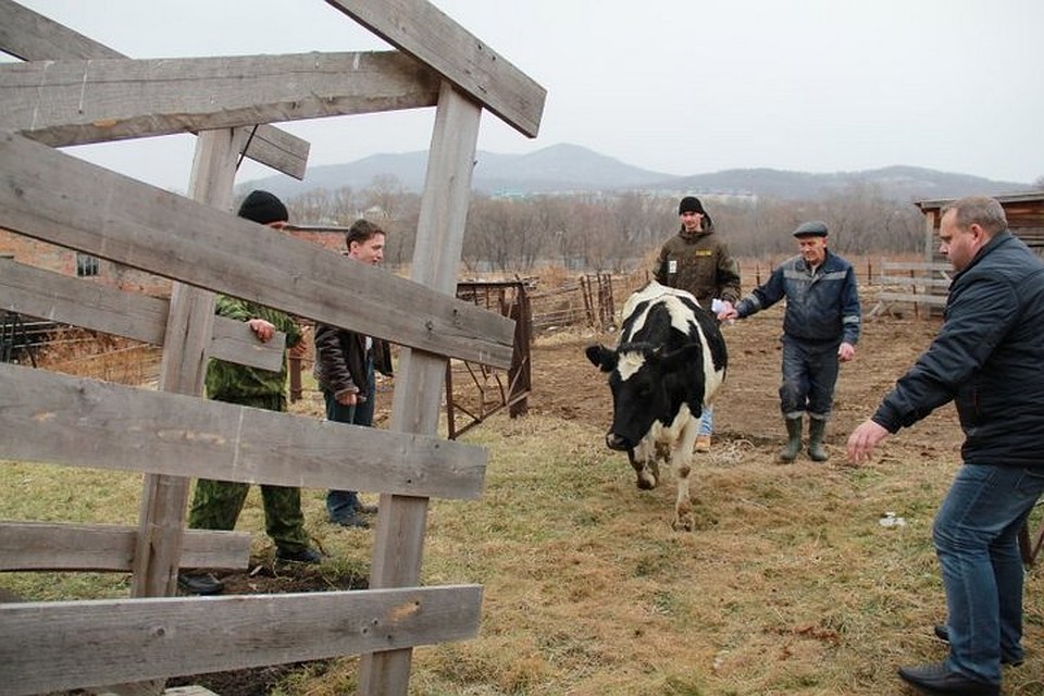 Фото: "Центр амурский тигр"