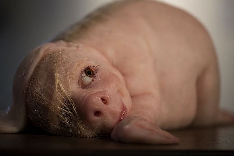 На днях ученые объявили, что создали химеру Homo sapiens и свиньи: смешали клетки и дали тому, чему нет названия, развиться