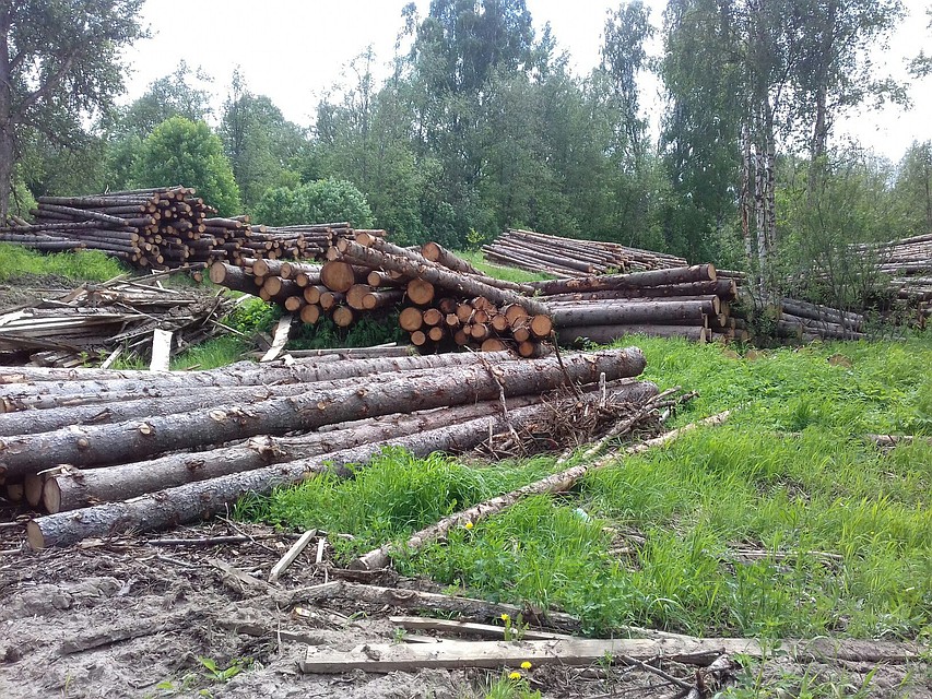 Вырубки в Некоузском районе. Фото: Ольга ПРОХОРОВА