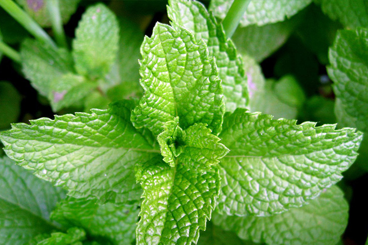 Фото: www.diuretiki.ru 