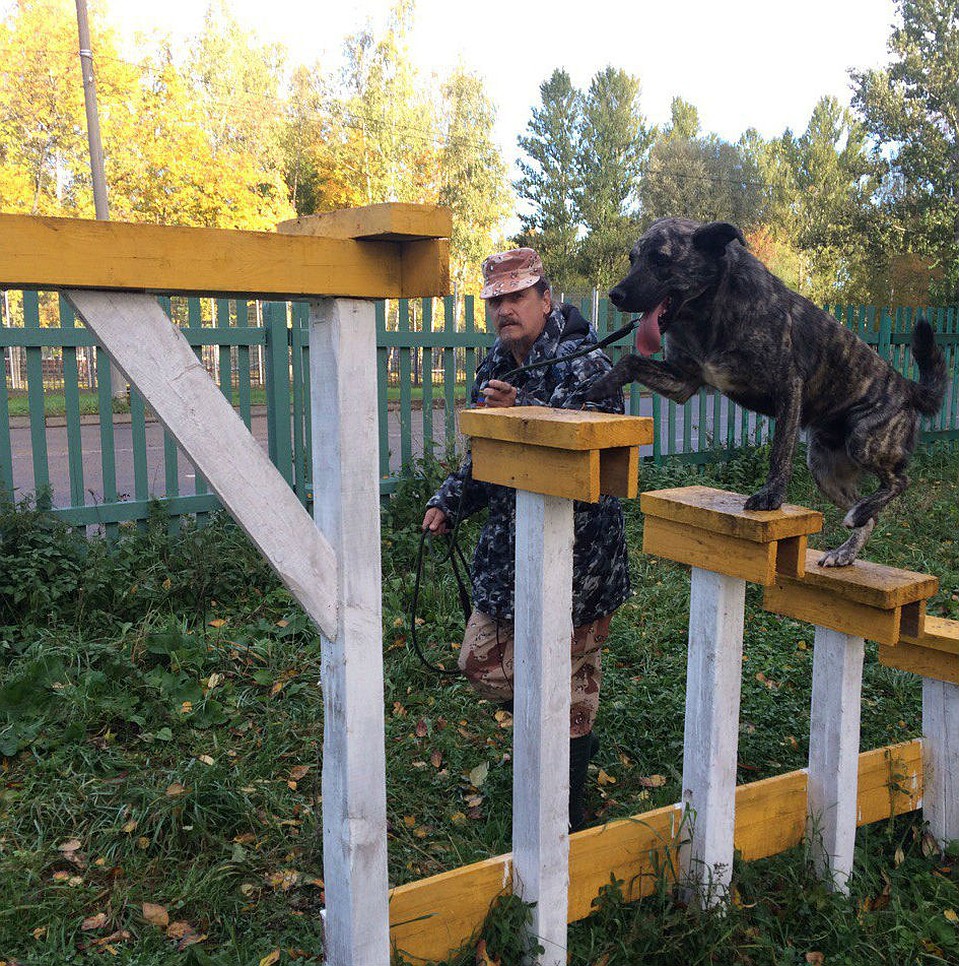 Трезор на дрессуре у Евгения Климова. Фото: из личного архива Елены Афровой.