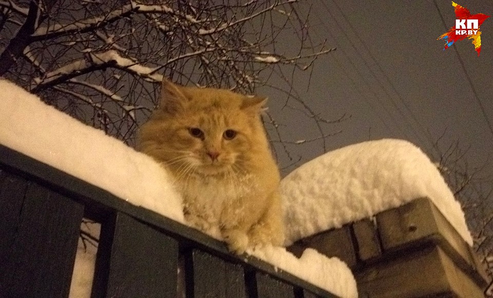 Котик тоже любуется зимой. Фото: Андрей ЛЕВКОВСКИЙ