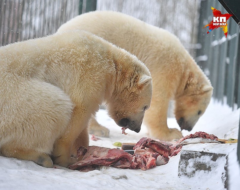 Сейчас медвежат кормят селедкой, говядиной и яблоками Фото: Михаил ФРОЛОВ