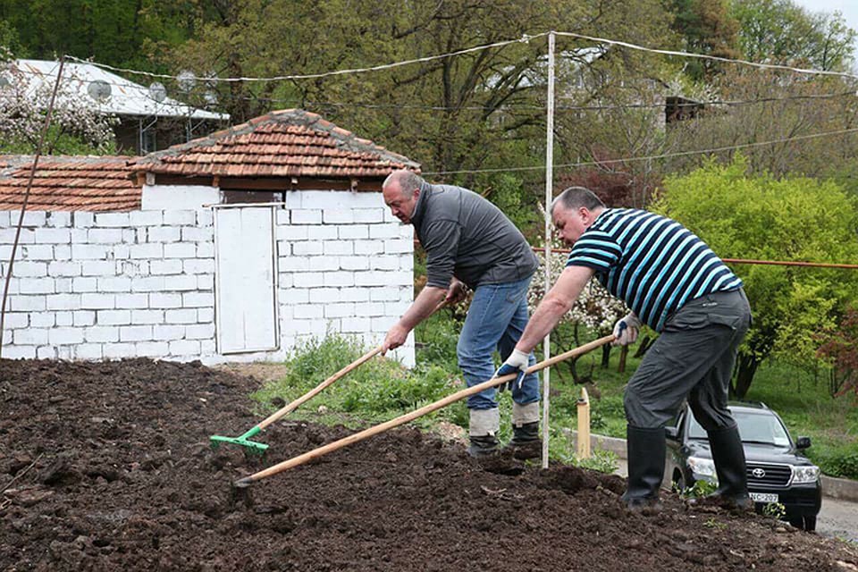Как и белорусский, грузинский президент любит сам повозиться на огороде. Фото: страница Facebook Giorgi Margvelashvili