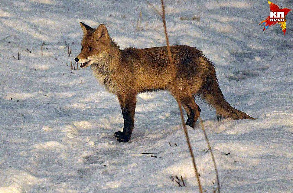 Лиса живёт в одном из самых зелёных районов Москвы - Бирюлёво Восточном Фото: Михаил ФРОЛОВ