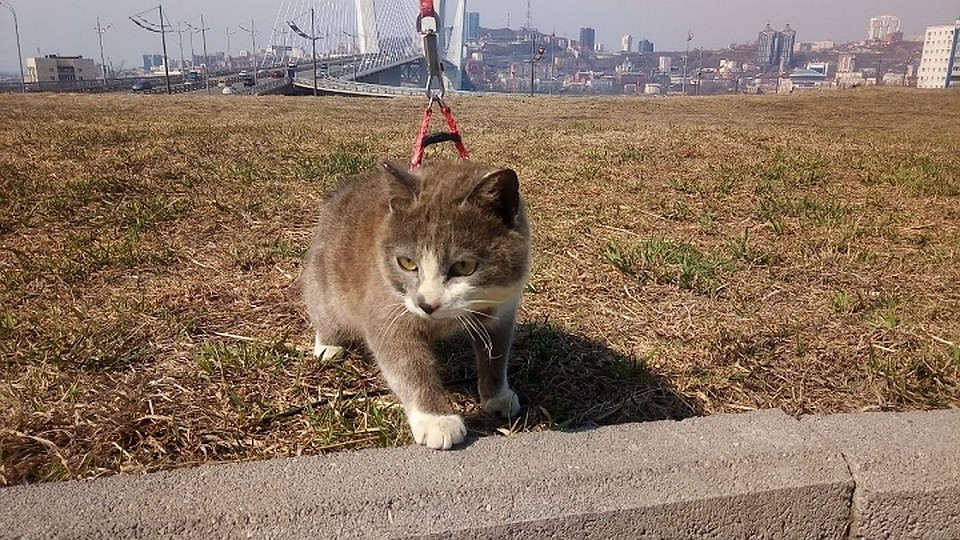 В новой семье считают, что такую активную и морально устойчивую кошку можно отправлять в космос. Фото: новый хозяин Артур
