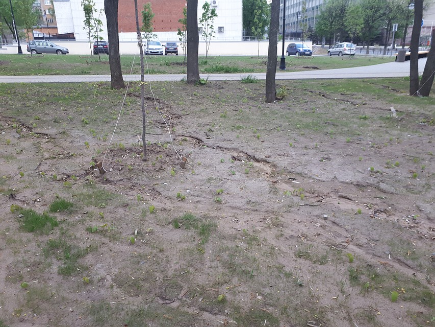 Газон так и не взошел Фото: Архив КП