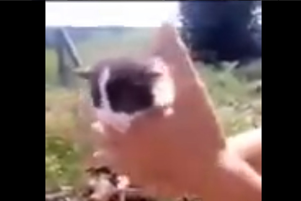 У котика не было шансов спастись