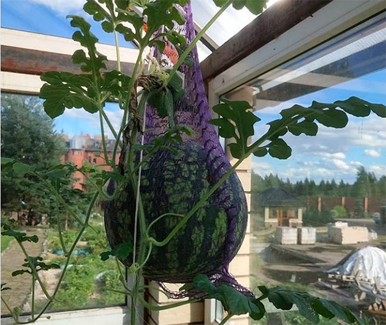 Арбузы скоро созреют.