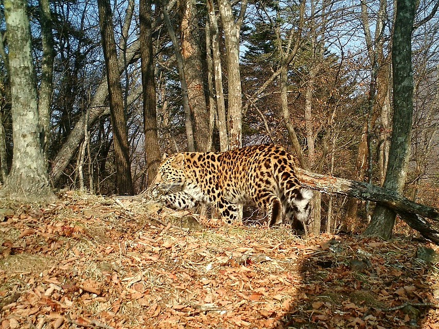 Имя для хищника выбрал начальник управления МВД по Приморскому краю. Фото: leopard-land.ru