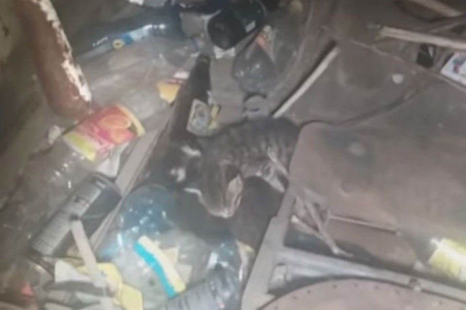 Котята лежат прямо на горе мусора. Фото: стоп-кадр АТВ.