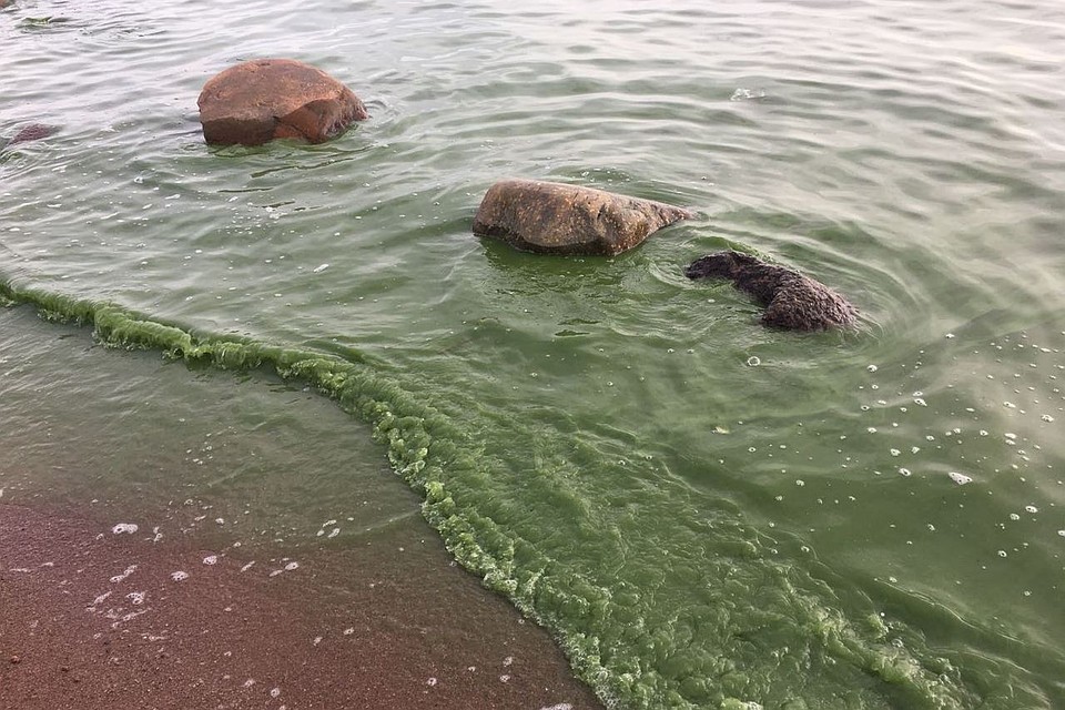 КУпаться в такой воде опасно для здоровья. Фото: vk.com/dive_kursk.