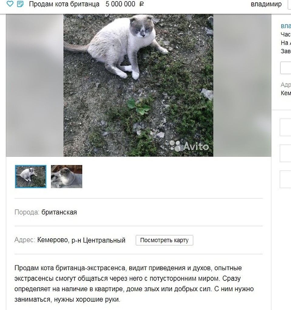Скриншот: avito.ru