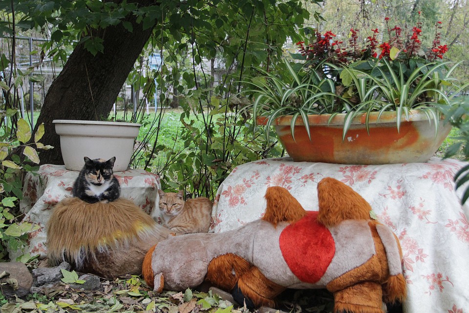 Котикам нет дела до людских разборок Фото: Игорь ДОКУЧАЕВ