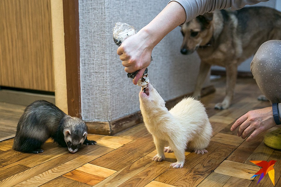 Вкуснотища! Собака Марта интересуется: а ее когда будут угощать? Фото: Павел МАРТИНЧИК