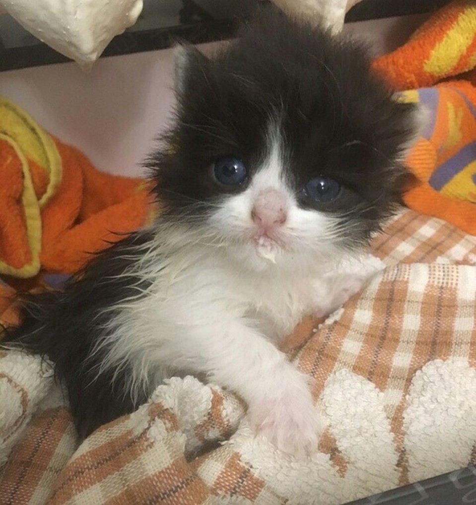 Котенка обогрели дома у местной жительницы. Фото: соцсети