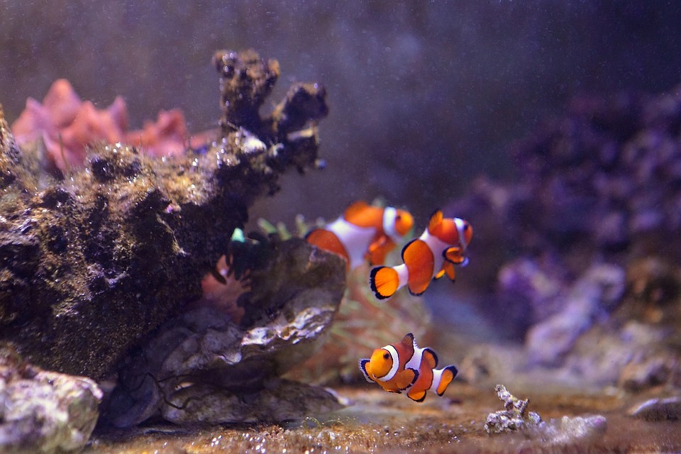Рыбы-клоуны соперничают за приглянувшуюся им актинию. Фото: Primocean.ru.