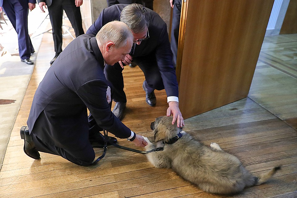 Паша — четырехмесячный щенок шарпланинской овчарки, которая водится на Балканах. Фото: Михаил Климентьев/ТАСС
