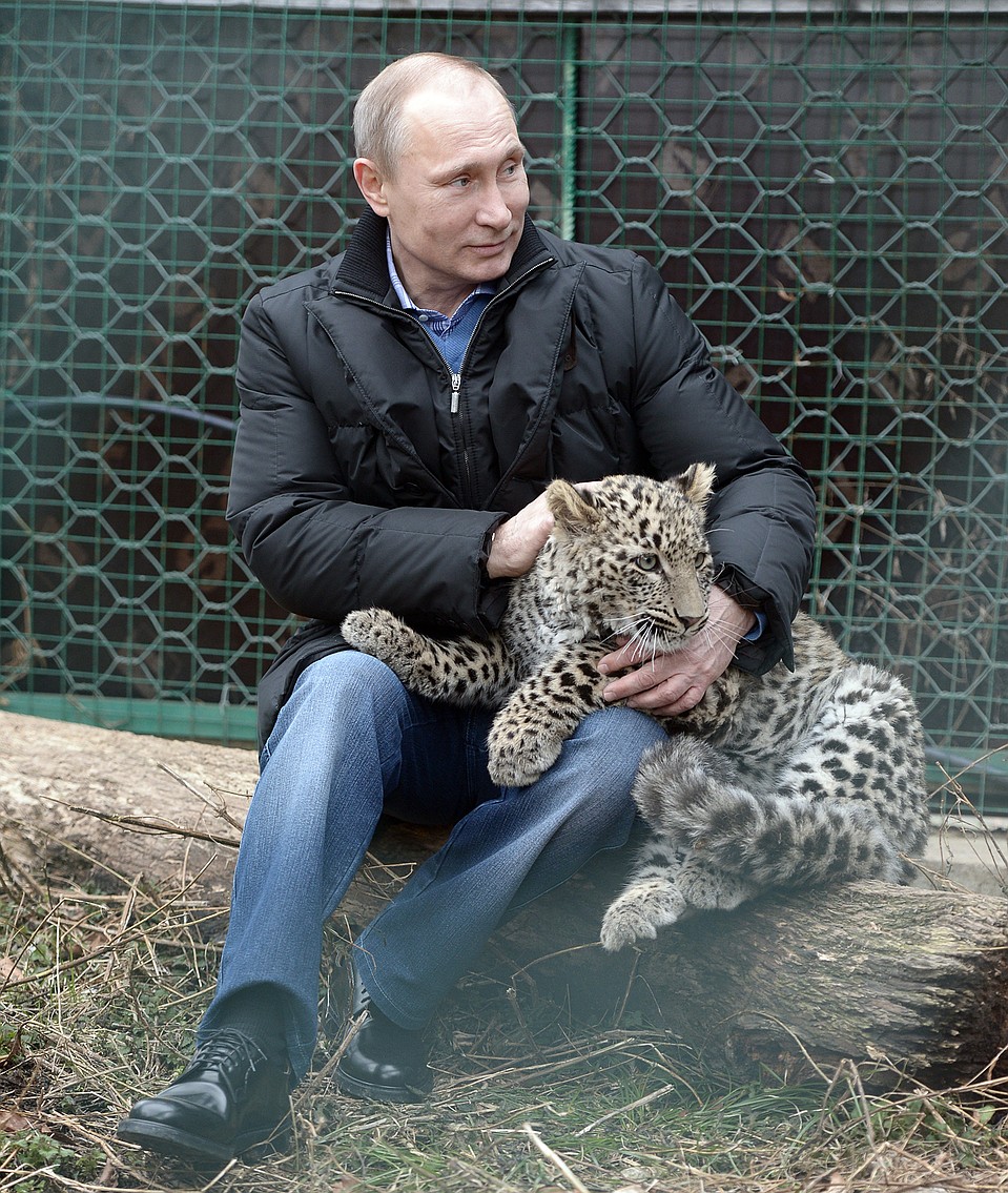 Котенок леопарда Гром так переживал, что покусал журналистов, но на руках у президента успокоился. Фото ТАСС/ Алексей Никольский