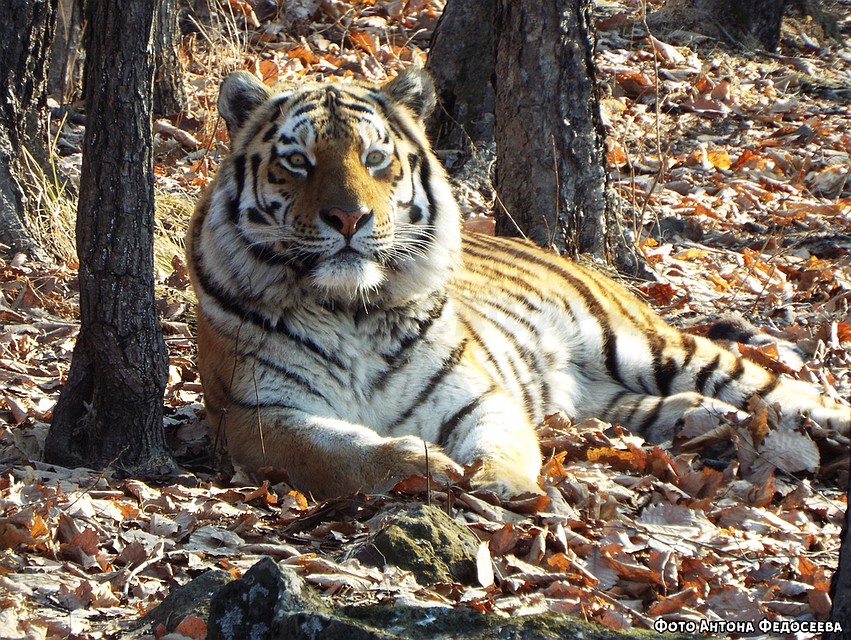 Тигр Амур ещё останется в Приморье как минимум до конца февраля. Фото: safaripark25.ru