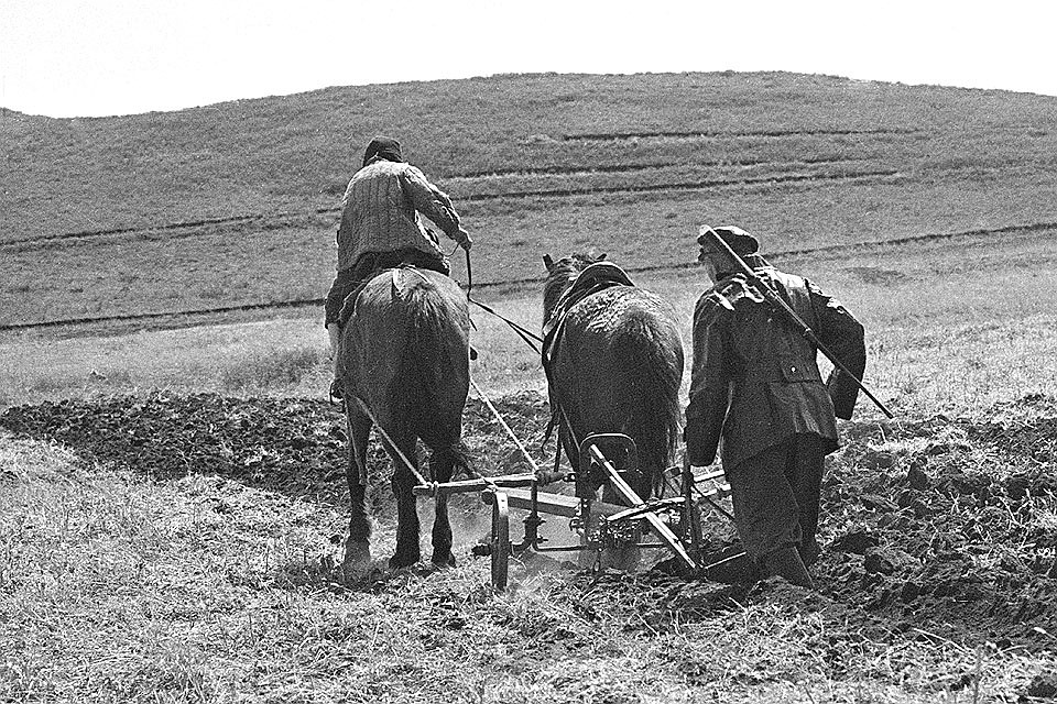 1918 г. Пахота на полях коммуны. Фотохроника ТАСС