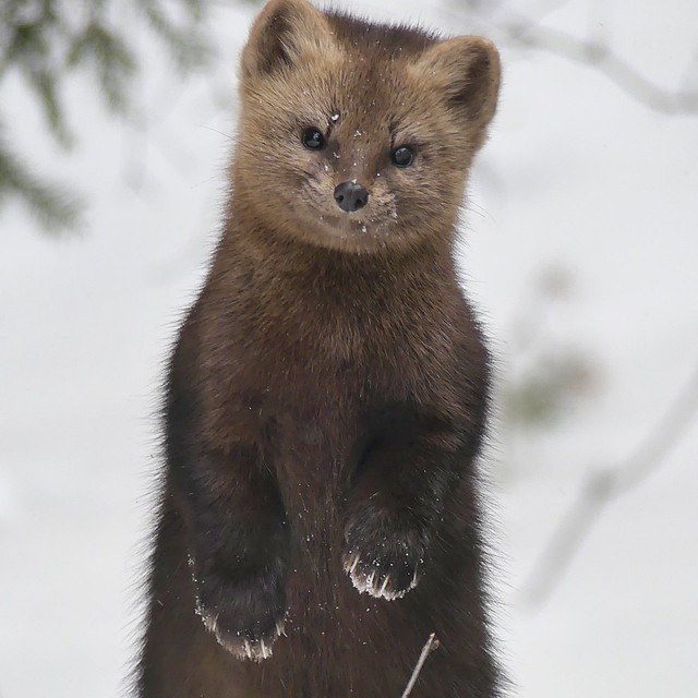 Ну очень похож на того самого Кешу! Фото: Валерий Коханов
