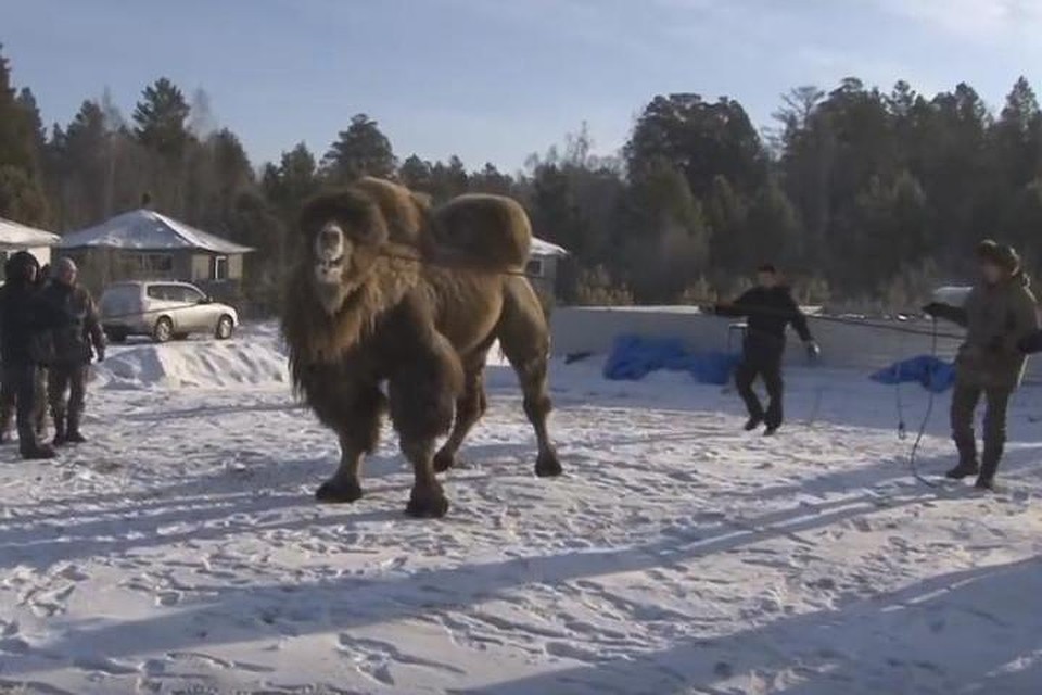 Верблюдов ведут на ритуал.