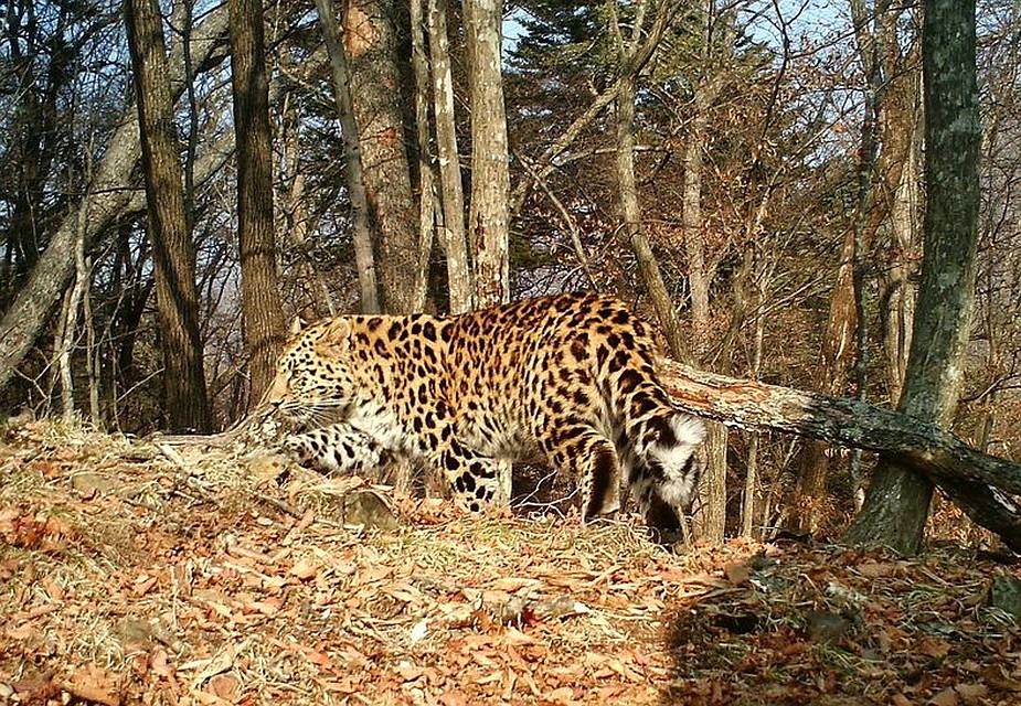 Леопард Степа - завидный жених с несколькими невестами Фото: leopard-land.ru