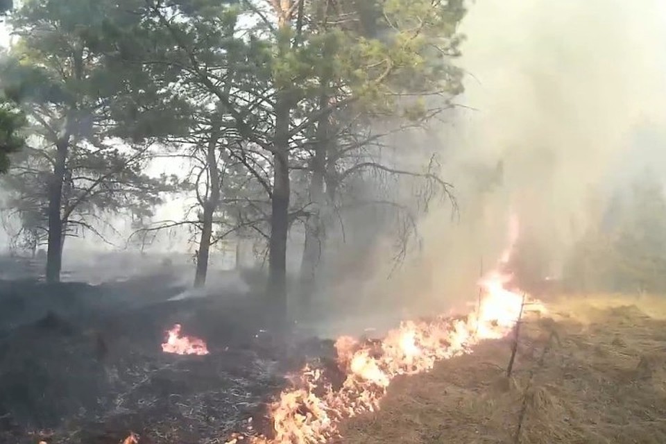 Двое мужчин боролись с лесным пожаром при помощи лапника и лопаты. ФОТО: кадр видео Романа Жатова.