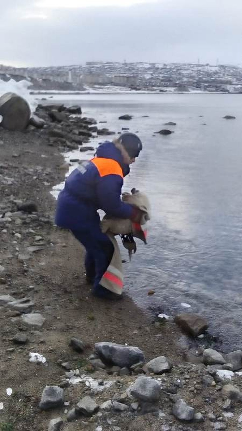 Все попытки спасателей помочь малышу вернуться в родной дом не увенчались успехом. Фото: ДВРПСО МЧС России