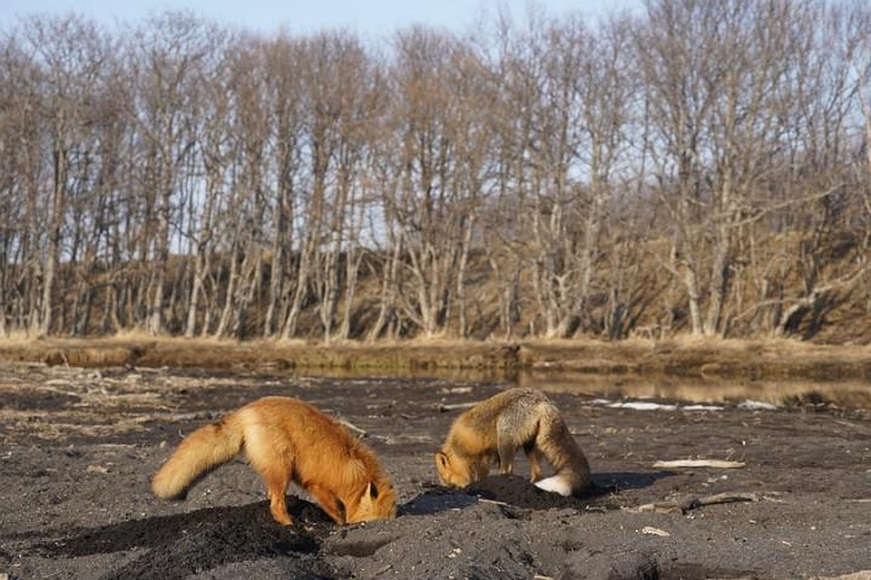 Улов все-таки был, значит все трюки были не напрасны. ФОТО: Нина Ким.