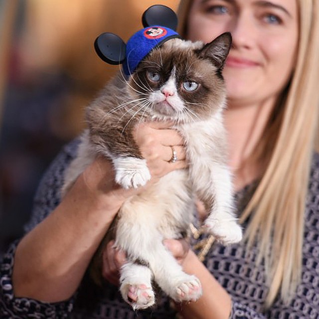 В США умерла легендарная сердитая кошка Grumpy Cat Фото: EAST NEWS