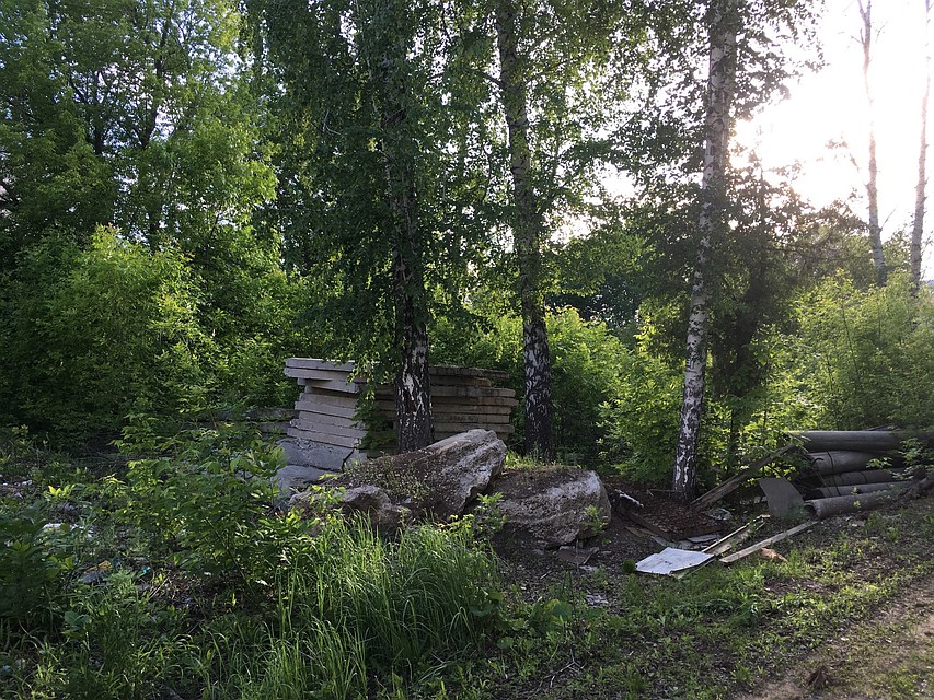 Настоящий лес Фото: Вера ЦЫГАНКОВА