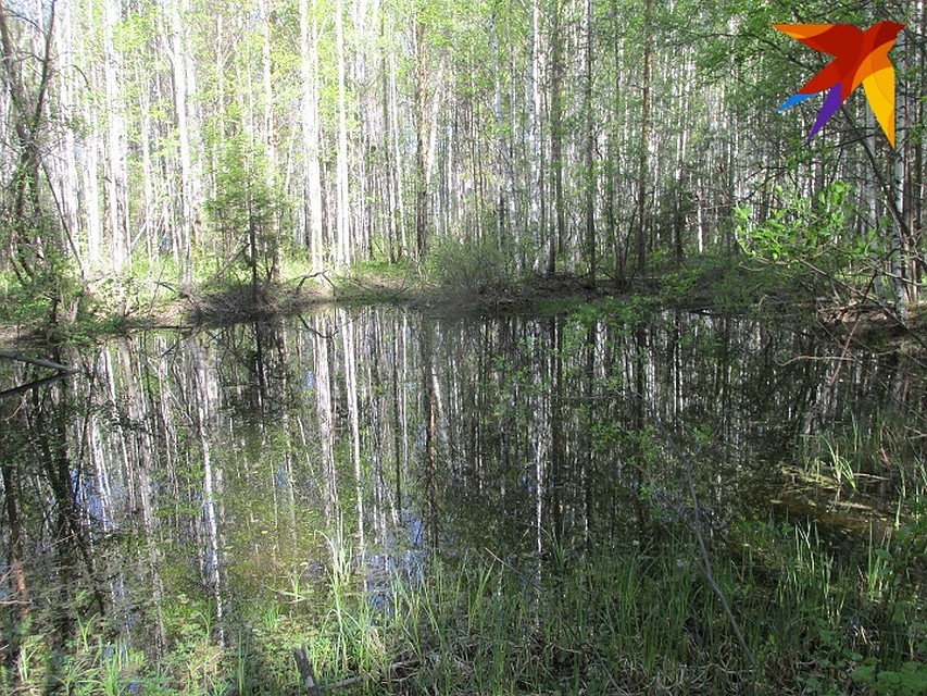 Болото, в которое упал истребитель. Фото: предоставлено Владимиром Кислых