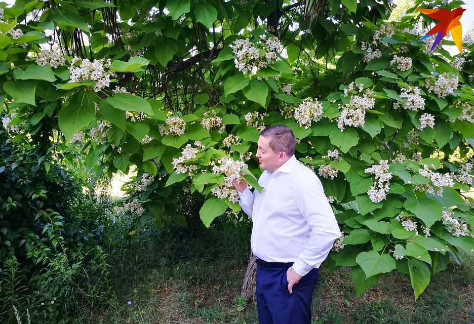 Губернатору катальпы нравятся - и цветут красиво, а благоухают. Фото: Инна ШЕРЕМЕТЬЕВА